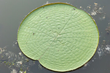 A giant water lily pad (Victoria amazonica) floating on the water of the Amazon River