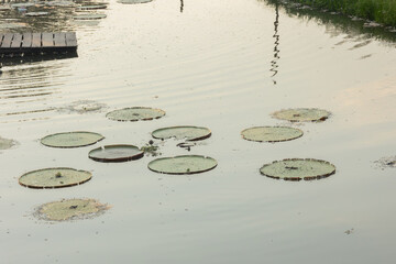 A tranquil pond in the Amazon filled with giant water lily pads (Victoria amazonica)