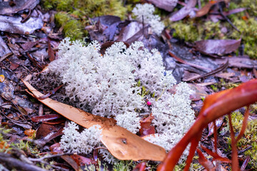 Tree bark and white fungi on the forest floor, Cradle Mountain - Lake St Clair National Park,...