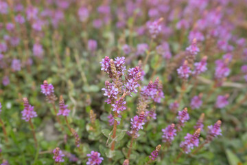 Obraz premium Detailed View of Purple Flowers in a Lush Green Field on a Sunny Day