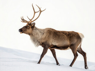 Obraz premium Male caribou walking in snowy landscape, winter wildlife scene