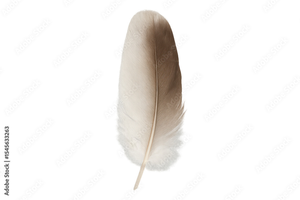Poster soft feather with translucent edges, showcasing delicate texture against pure white backdrop