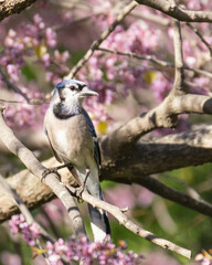 Fototapeta premium bluejay with pink blooms