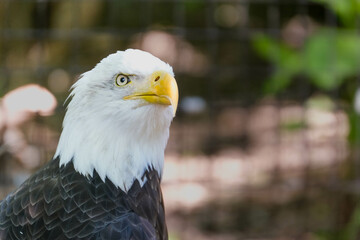 portrait of a bald eagle