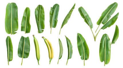 set of banana palms and palm leaves on white background