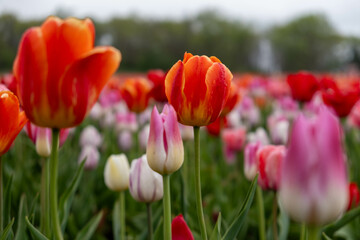 tulips in the field