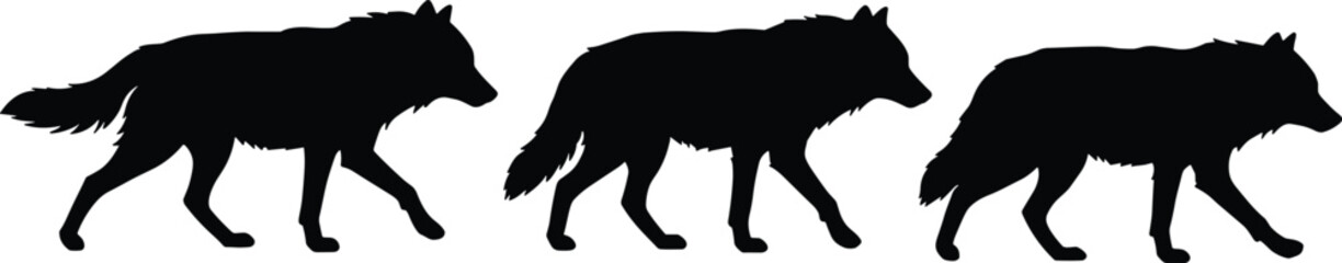 Silhouette of three walking wolves in a row, isolated on white background, wildlife animal vector design, forest predator concept, hunting pack movement, nature artwork illustration