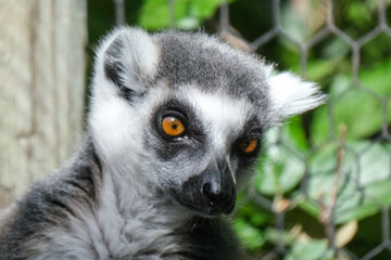 ring tailed lemur