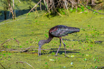 Glossy ibis feeding