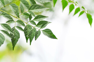 Cork tree, Indian cork tree or Millingtonia hortensis Linn or BIGNONIACEAE and rain droplet