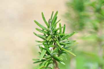 rosemary, rosemary plant or Salvia rosmarinus Spenn or  Rosmarinus officinalis  L or Lamiaceae