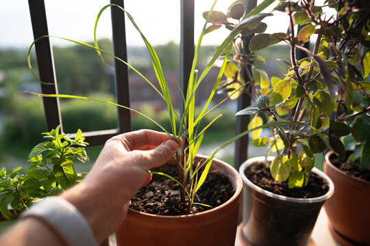 Closeup of man hand touching sprouts of tropical lemongrass (Cymbopogon citratus) herb in pot on balcony. Cultivation homegrown aroma citronella herbs, indoor gardening, sustainable living. 