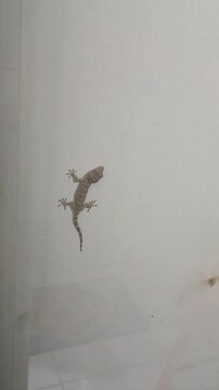 Tokay gecko or Gekko gecko also known as Tokek are nocturnal,arboreal lizard sticking to the wall with flying termites flying around