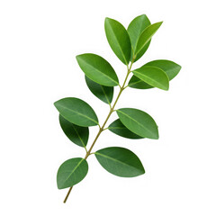 Obraz premium Vibrant green sprig with lush leaves isolated on transparent background