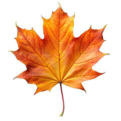 Obraz premium Isolated orange maple leaf on black background