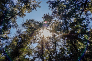 Obraz premium Can Gio Mangrove Forest