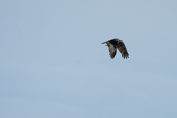 osprey in flight with prey