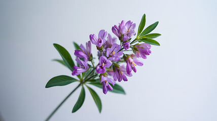 Obraz premium Delicate purple milkwort flowers on white background
