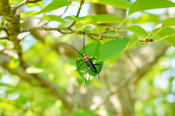 クビアカツヤカミキリ