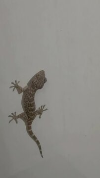 Tokay gecko or Gekko gecko also known as Tokek are nocturnal,arboreal lizard sticking to the wall with flying termites flying around