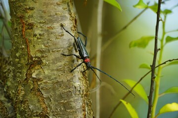 クビアカツヤカミキリ