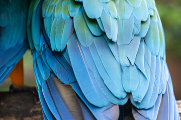 美しいコンゴウインコの羽