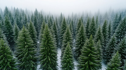 Fototapeta premium Lush evergreen trees covered in snow create serene winter landscape shrouded in mist