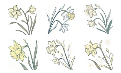Elegant hand drawn illustration of a bundle of six flowers depicting daffodils in spring