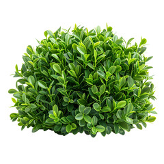 Lush Green Boxwood Bush Isolated on Black Background