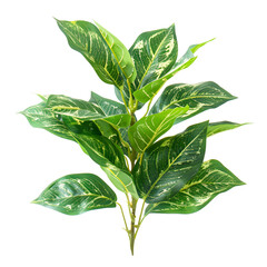 Lush Green Plant with Variegated Leaves Isolated on Black Background