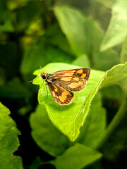 Moth on leaf