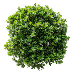 Obraz premium Lush Green Shrub Isolated on Black Background,