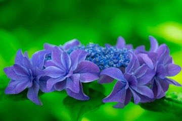 紫陽花の花
