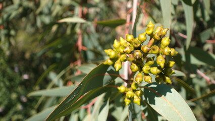 The flowers buds of Eucalyptus curtisii Plunkett Mallee, It is endemic to Queensland, Australia, grows in dry sclerophyll forest, woodland and shrub land.