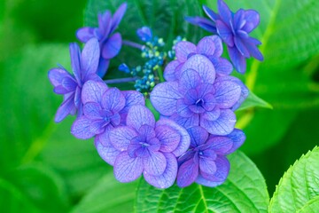 紫陽花の花