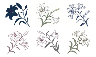 Elegant floral illustrations a collection of beautifully detailed lily flower vectors bundle