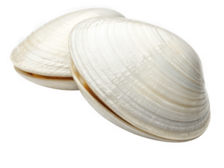 Two pristine white clamshells, closed, isolated on black background, showcasing delicate texture and natural elegance.