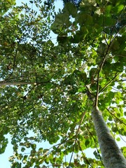 shady leaves of trees in the forest