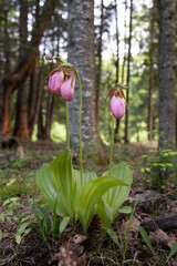 Three spring ephemeral pink lady's slipper perennials Cypripedium acaule flowering in a woodlot in Haliburton County Ontario Canada