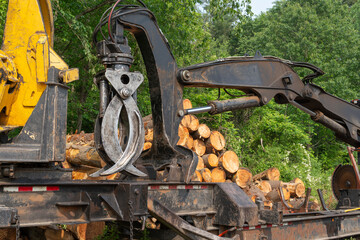 removed tree trunk in residential area