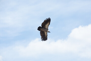 A White Backed Vulture Flying