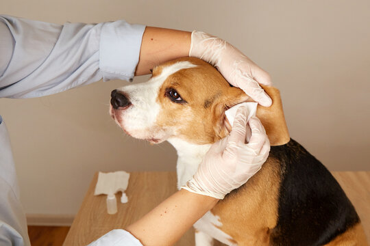 The veterinarian cleans the beagle dog's ears with a napkin.