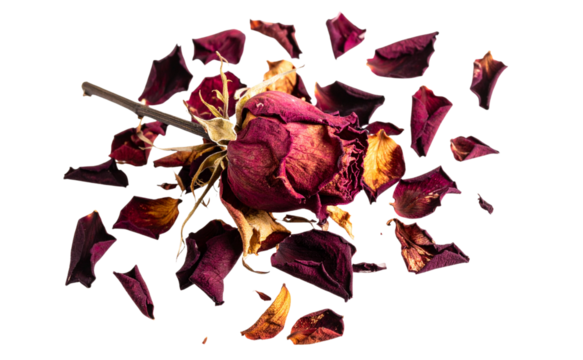 Withered Rose with Fallen Petals, isolated on a transparent background - Powered by Adobe
