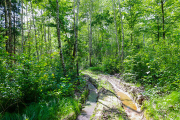 A deeply rutted dirt road, passing through a dense forest, is divided by water that has formed deep...