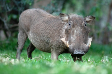 A warthog grazes on some lush green grass.