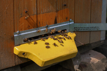 A swarm of bees is actively working at the entrance of a new wooden hive with a bright yellow...