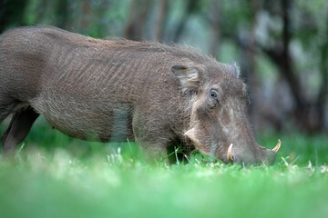 A warthog grazes on some lush green grass.