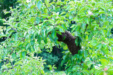 A large bee swarm is densely located on a fruit tree branch, surrounded by fresh, bright green leaves. This natural moment demonstrates the dynamics of a bee swarm in a rural garden in Ukraine, emphas
