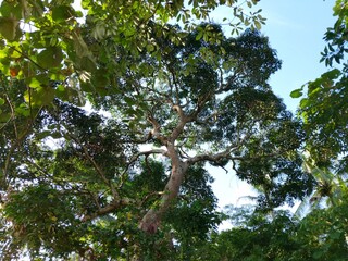 shady leaves of trees in the forest