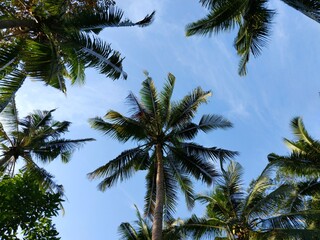 coconut trees in the forest